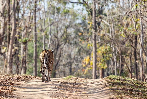 Pench Tour Packages