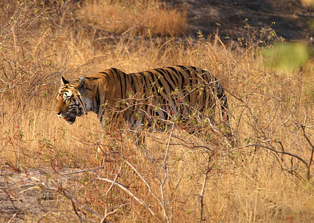 bandhavgarh (1)