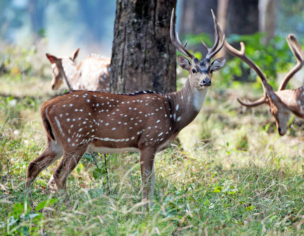 bandhavgarh (10)