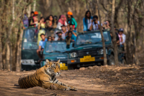 bandhavgarh (12)