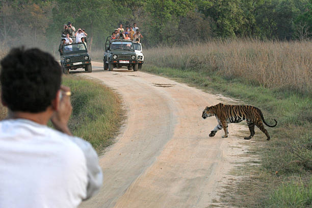 Kanha Tour Packages