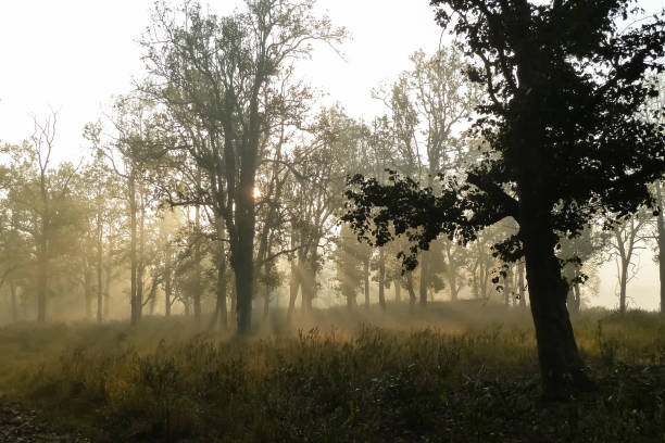 Kanha National Park, India