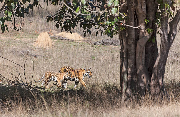 kanha (6)