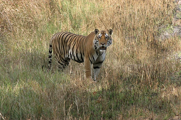 Kanha Tour Packages